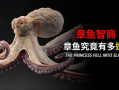 八爪鱼视频,探索无限创意的视觉盛宴