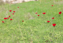 青草免费视频,畅享无界限的视听盛宴