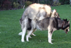 动物交配视频大全,交配瞬间大揭秘